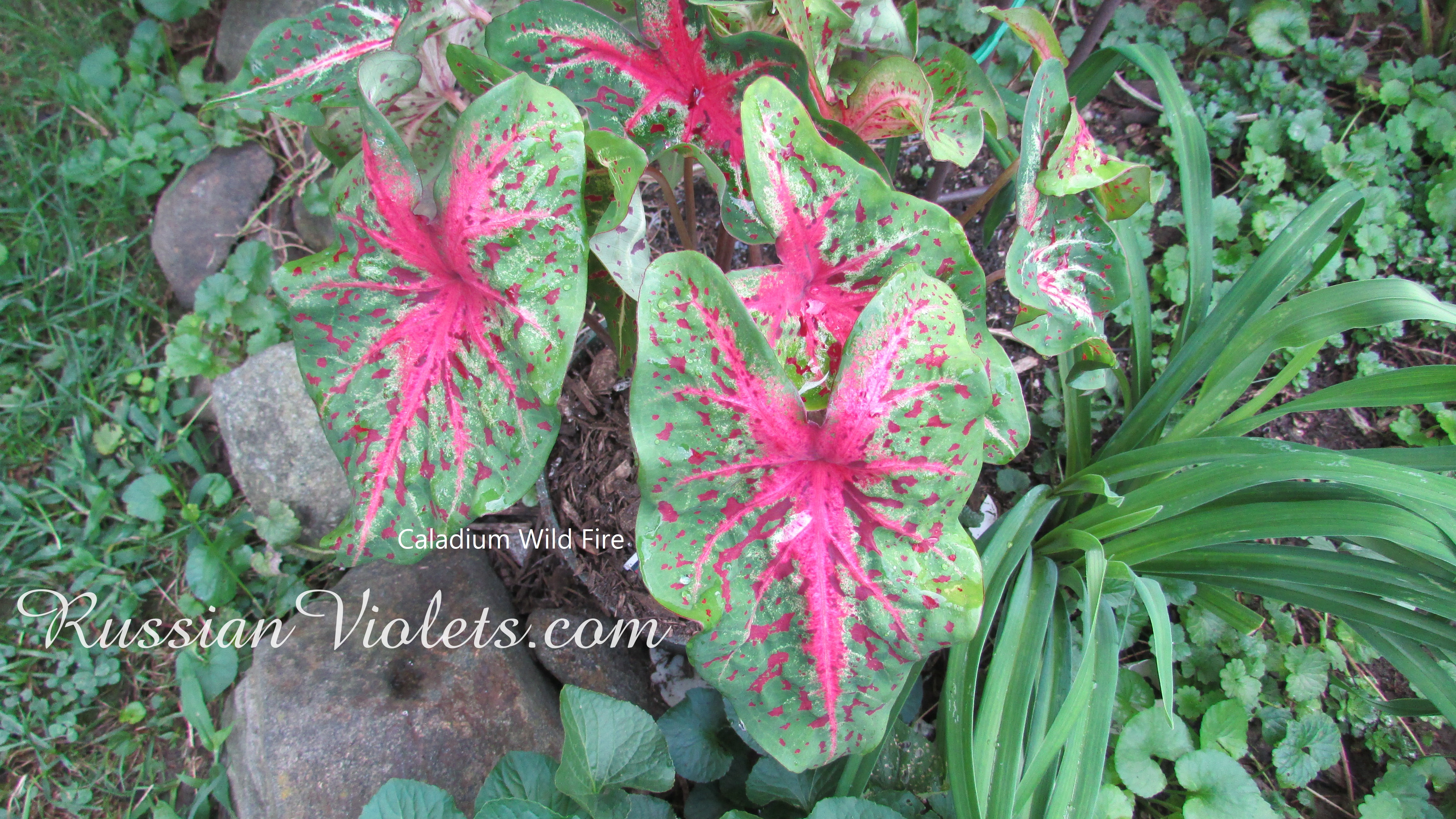 Rare House Plants